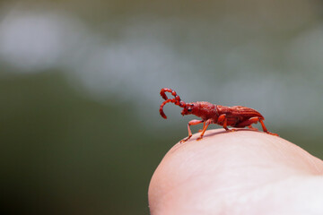Brentidae a reddish-brown beetle, looks cute, a small creature on the hand. Amazingly beautiful red beetles small living things of nature Brentidae are enemies of plants and seeds.