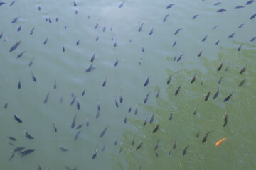 Many schools of young tilapia and ruby ​​fish in the fish ponds in the agricultural garden. come up to the surface