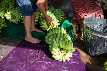 Focus on selecting lots of green bananas and placing them in piles on the floor. Farmers are...