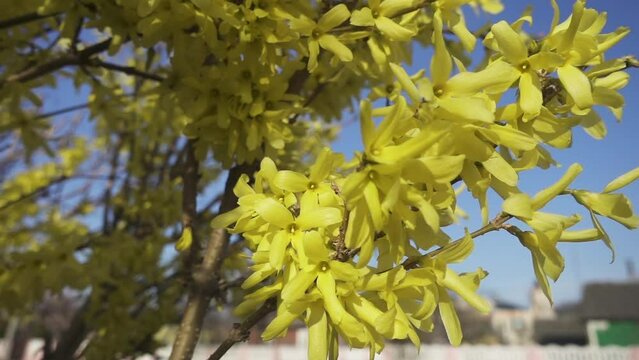 Forsythia intermedia, or border forsythia, is an ornamental deciduous shrub of garden origin. The shrub has an upright habit with arching branches and grows to 3 to 4 metres high.