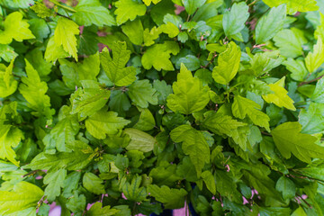 green leaves background