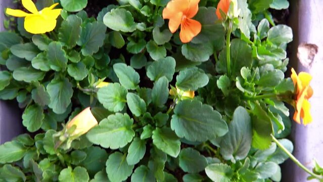 Perennial Pansy. The Patiola series have significantly larger flowers than most other Violas on the market. They have good tolerance to summer heat and a nice bushy habit. Flowers are edible!