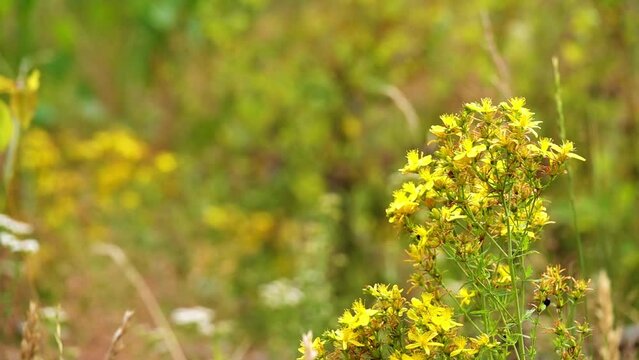 Hypericum perforatum, known as perforate St John's-wort,] common Saint John's wort and St John's wort, is a flowering plant in the family Hypericaceae.