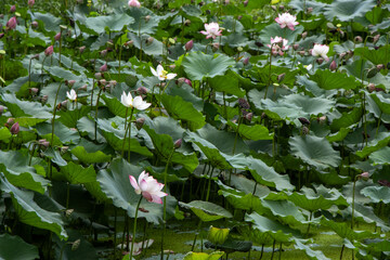 many lotuses pop up in a natural pond A fish pond with lots of lotus flowers and green plants looks...