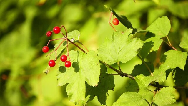 Viburnum edule, squashberry, mooseberry, moosewood viburnum, highbush or lowbush cranberry is species of shrub native to Canada and the northern parts of US. Red tart berries ripen early in spring.