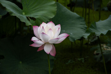 selective focus beautiful pink and white lotus flowers many lotuses pop up in a natural pond A fish...