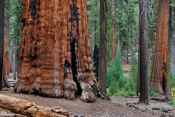 Giant Forest in The Sierra Nevada Mountains.