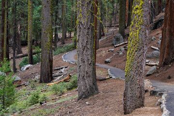 Giant Forest in The Sierra Nevada Mountains.