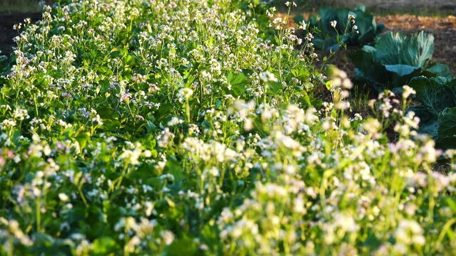 Kalepina is a Mediterranean genus of herbaceous plants of the Cabbage family (Brassicaceae). Includes a single species - Irregular Kalepina (Calepina irregularis).
