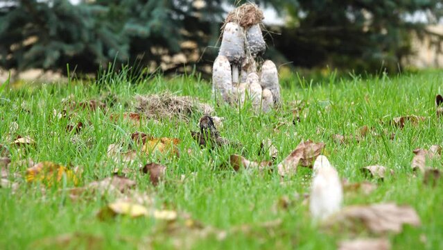 Coprinus comatus, shaggy ink cap, lawyer's wig, or shaggy mane, is a common fungus often seen growing on lawns, along gravel roads and waste areas. Young fruit bodies first appear as white cylinders.