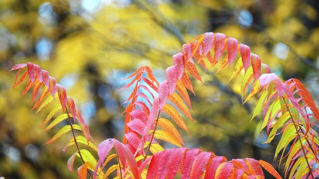 Rhus typhina, or staghorn sumac, is a species of flowering plant in the family Anacardiaceae, native to eastern North America.