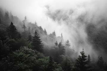 A misty forest enveloped in morning fog, inviting contemplation and introspection in the mind.