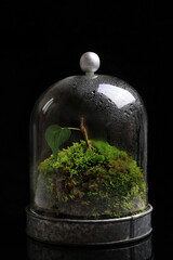 Retro Terrarium