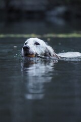 Setter ingles nadando en medio de un lago con un palo