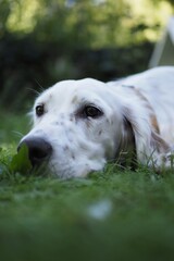 Setter ingles tumbado en la hierba 