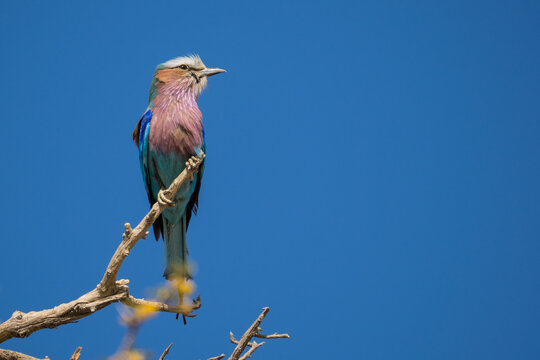 Lilac-breasted roller in the Kgalagadi Transfrontier Park, South Africa