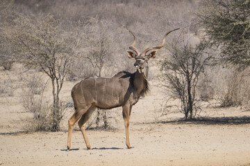 Male Kudu in the Kgalagadi Transfrontier Park, South Africa