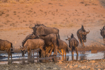 Blue Wildebeest at sunrise, Kgalagadi Transfrontier Park, South Africa