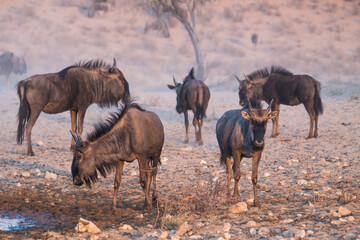 Blue Wildebeest at sunrise, Kgalagadi Transfrontier Park, South Africa