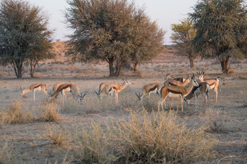 Springbok in the Kgalagadi Transfrontier Park, South Africa