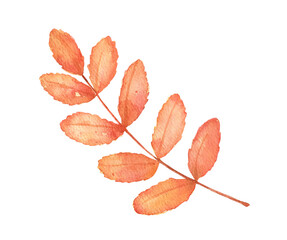 Watercolor rowan tree leaf. Hand drawn autumn isolated illustration. Fall nature element