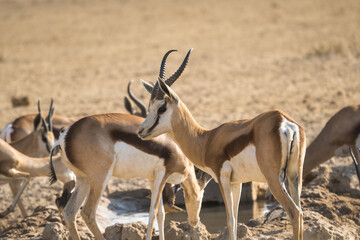 Springbok in the Kgalagadi Transfrontier Park, South Africa