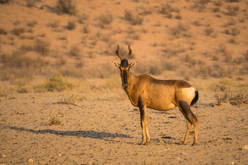Red hartebeest in the Kgalagadi Transfrontier Park, South Africa