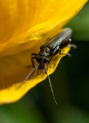 A small dark green beetle crawls along the petal of a yellow flower in a thicket of meadow grass on a clear summer day.