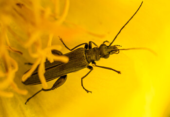 A small brown beetle with long antennae sits inside a flower in the shade of yellow petals.