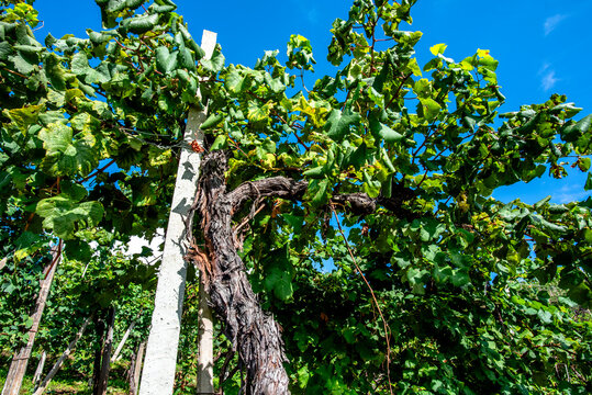 2023 9 23 Vidor prosecco vineyard 1