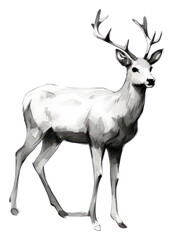 PNG Deer drawing wildlife animal.