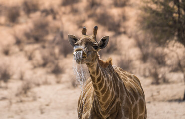 Drinking giraffe in the Kgalagadi Transfrontier Park, South Africa © Nadine Wagner