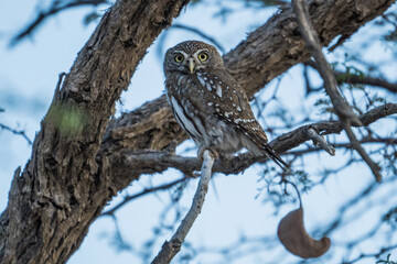 Pearl-spotted owlet in the Kgalagadi Transfrontier Park, South Africa