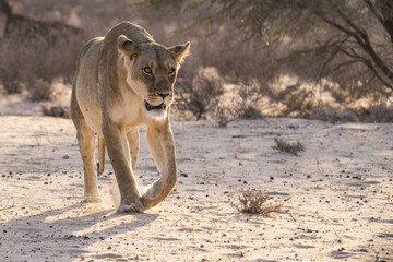 Female lion in the Kgalagadi Transfrontier Park, South Africa