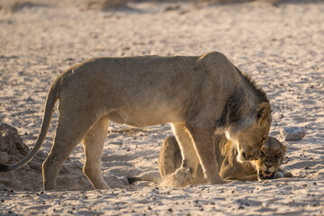 Two lions greeting each other, Kgalagadi Transfrontier Park, South Africa