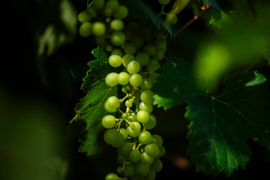 2023 9 23 Vidor prosecco vineyard 6
