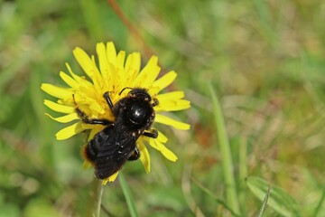 Steinhummel (Bombus lapidarius) auf Habichtskraut