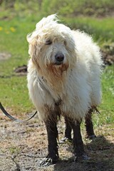 Goldendoodlerüde mit schlammigen Füßen