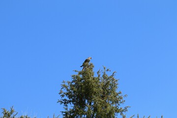 Weiblicher Turmfalke (Falco tinnunculus) auf Wacholder
