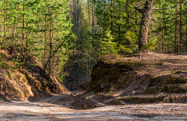 A sandy road leading down into a ravine in a mixed forest on a sunny spring April day.