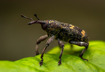 A small brown-yellow beetle weevil stands on a green leaf, raised on its front legs, in the shade of trees on a spring day.
