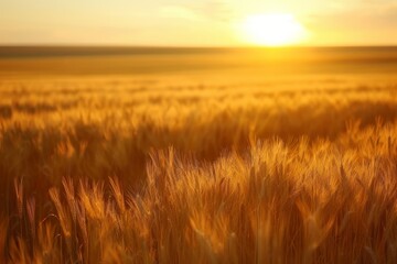 Naklejka premium Golden Wheat Field at Sunset, Warm Light, Gentle Breeze, Harvest Season, Rural Agriculture