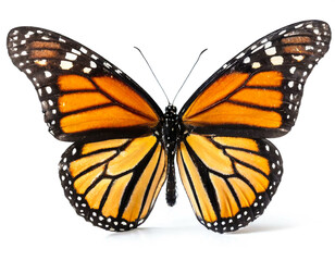 Fototapeta premium Monarchfalter isoliert auf weißen Hintergrund, Freisteller