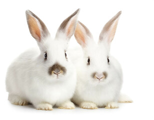Fototapeta premium zwei weiße Kaninchen isoliert auf weißen Hintergrund, Freisteller