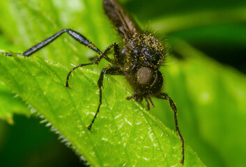 Insect close-up, super macro, detail, details, nature of Ukraine, greenery, summer, spring, protection from parasites, phobia