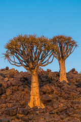 Quiver Tree Forest in the sunset, Keetmanshoop, Namibia