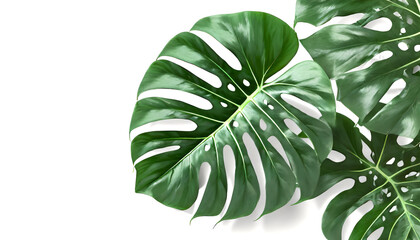 Monstera leaves summer minimal background with a space for a text, flat lay, view from above
