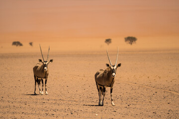 Oryx in the Namib-Naukluft National Park along the C27, Namibia