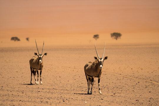 Oryx in the Namib-Naukluft National Park along the C27, Namibia