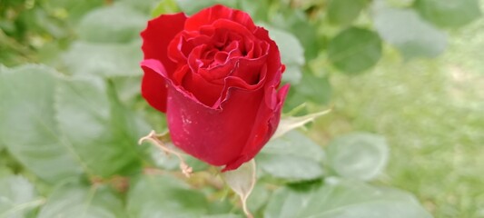 red rose in the garden